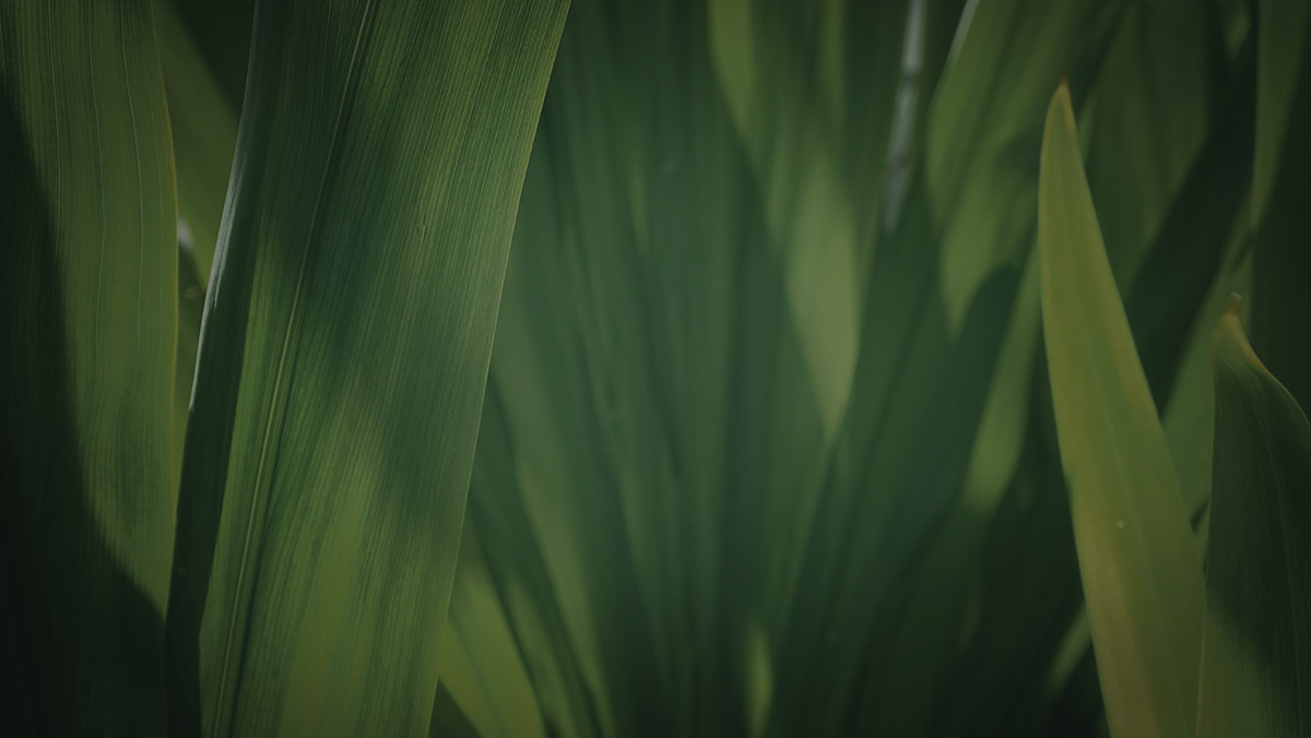 parallax background