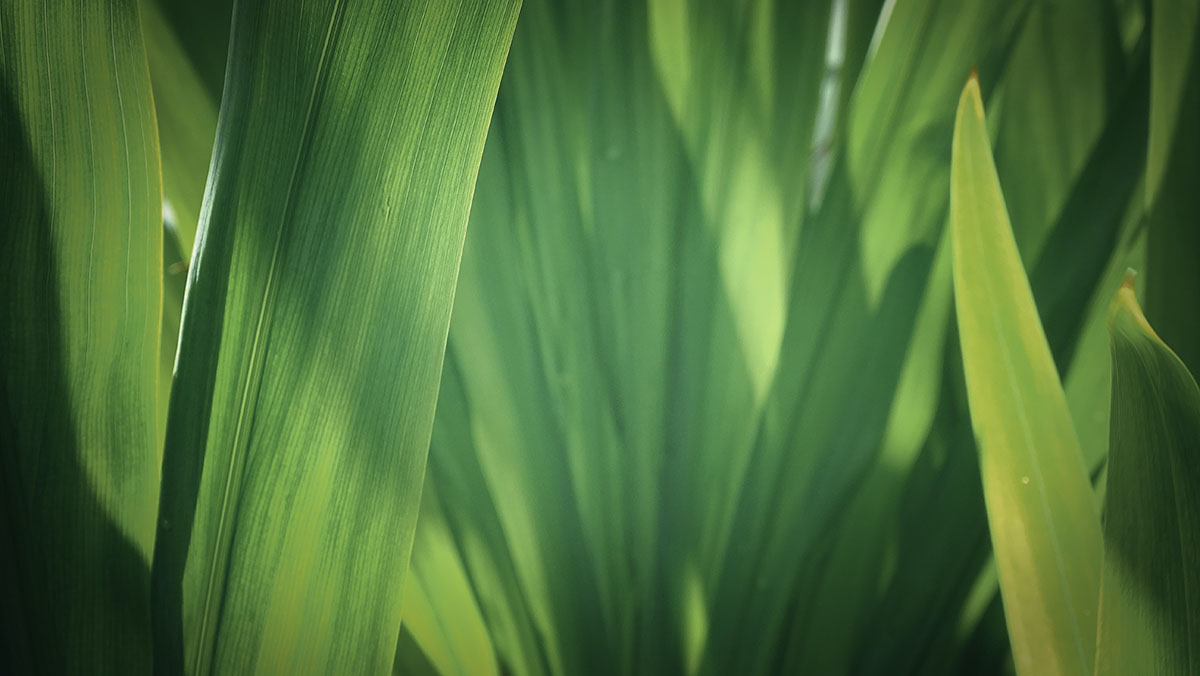 Discover How To be Environmentally Conscious in Your Yard 7 eco-friendly