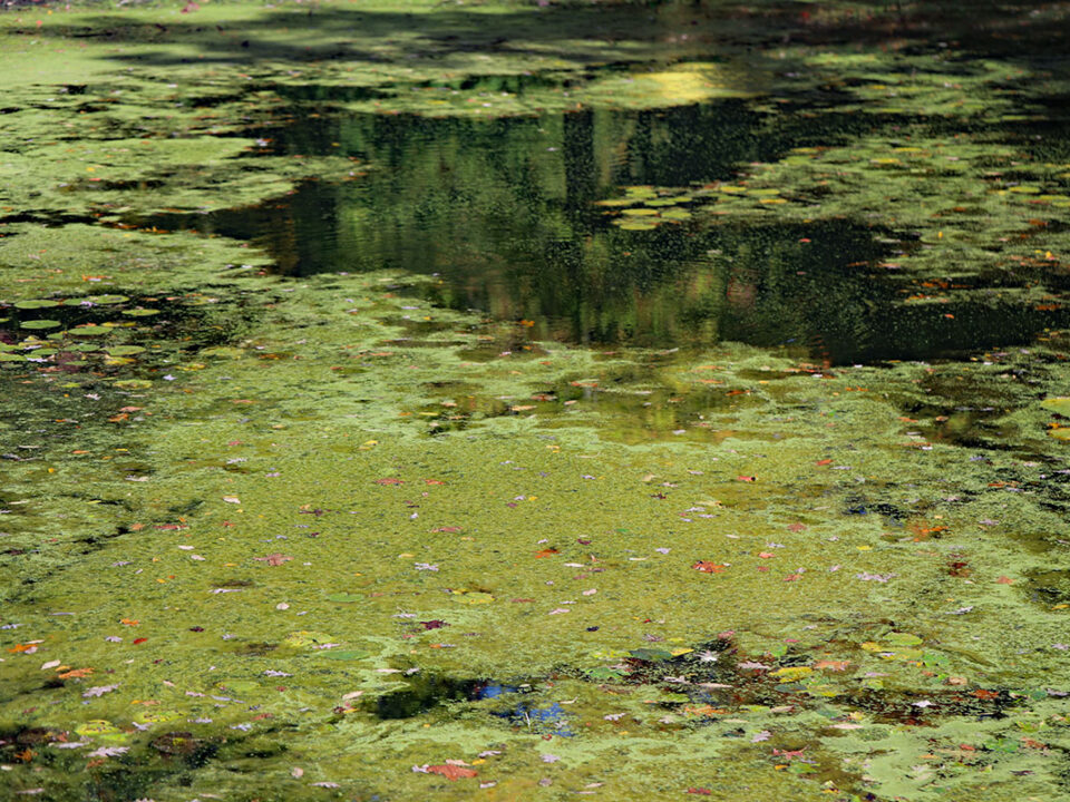 algae green water